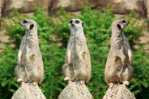 Zum Weg-Weis-er(ICH) für fleißige Wissensbienchen