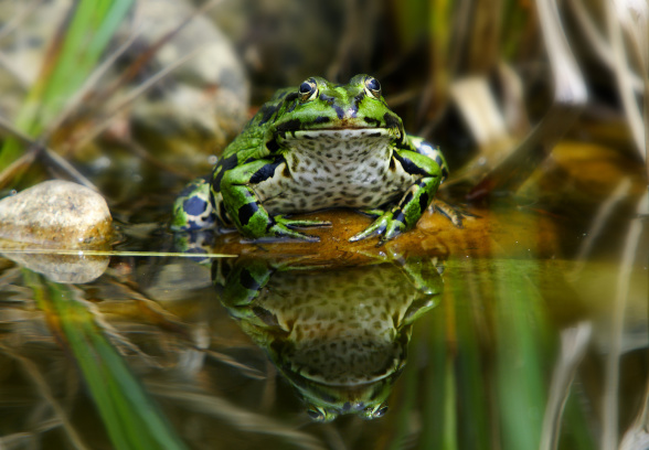 Schein-symmetrische Spiegelung