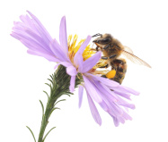 Fleißige Wissens-Bienchen